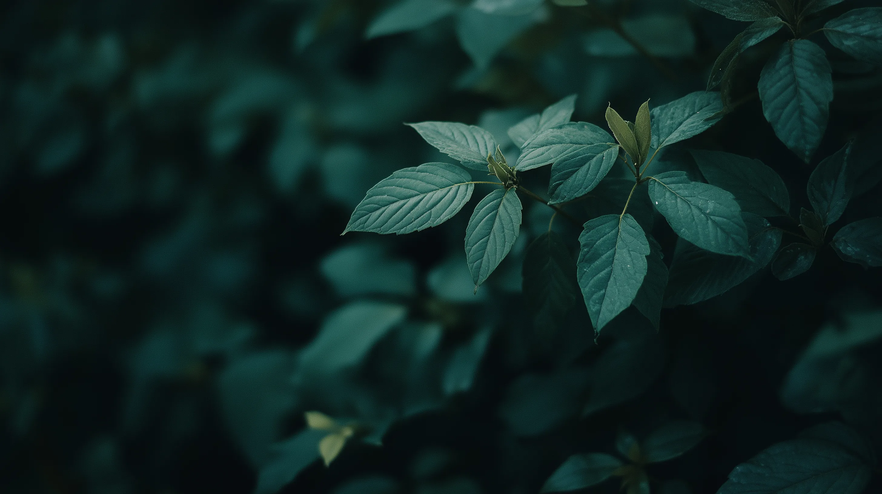 NL dark leaf macro